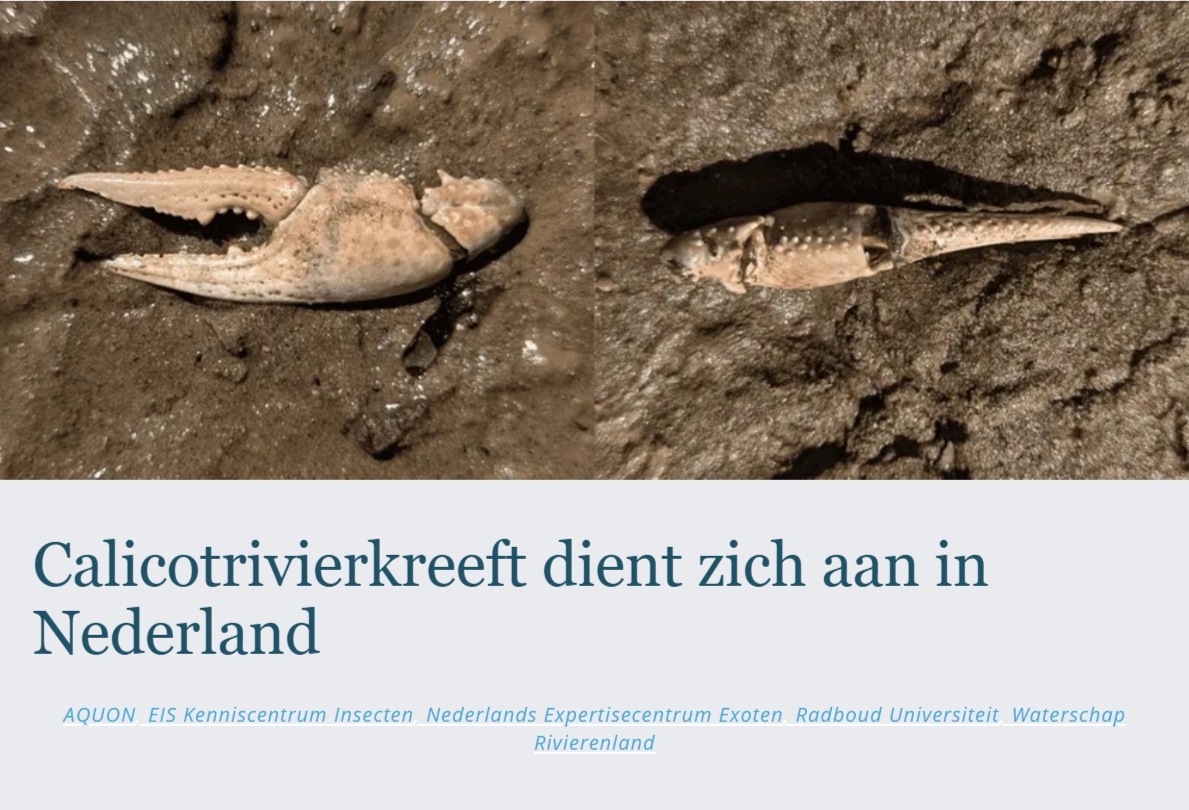 calicotrivierkreeft